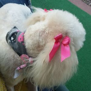 Meet your Posher, Lilia